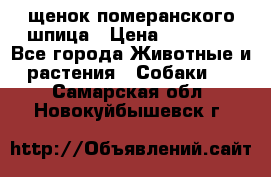 щенок померанского шпица › Цена ­ 45 000 - Все города Животные и растения » Собаки   . Самарская обл.,Новокуйбышевск г.